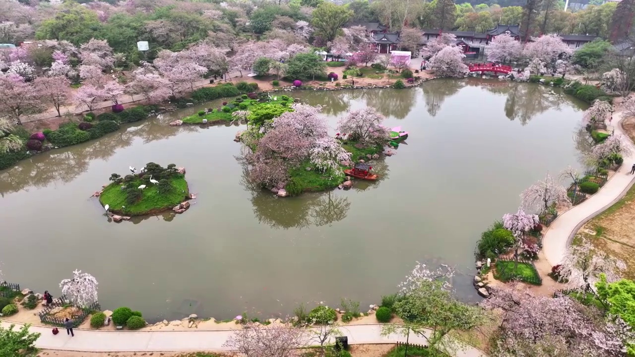 航拍武汉春天东湖樱花园盛开的樱花视频素材