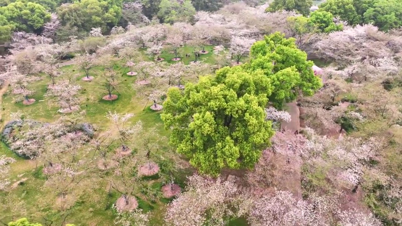 航拍武汉春天东湖樱花园盛开的樱花视频素材