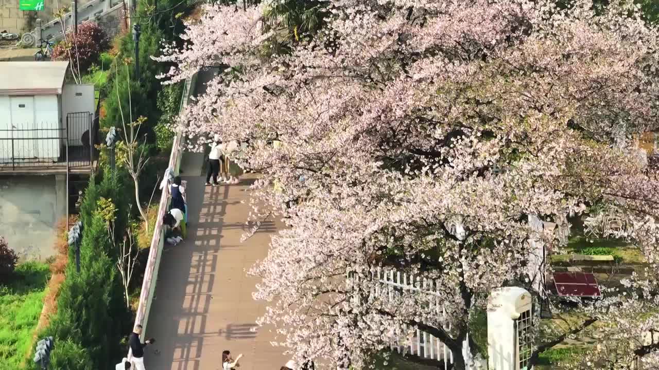 航拍武汉春天樱花季街景赏花的人群视频素材