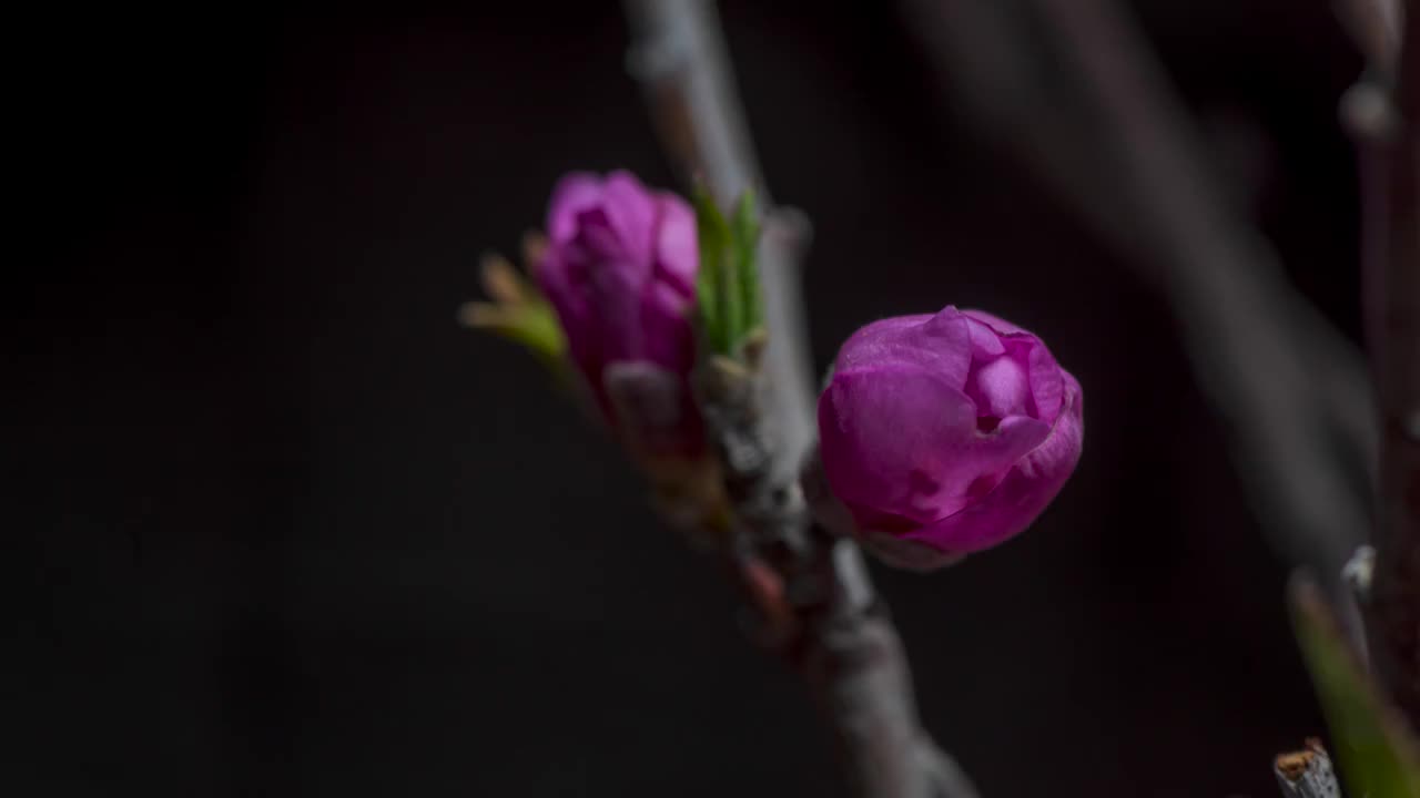 花开了视频素材