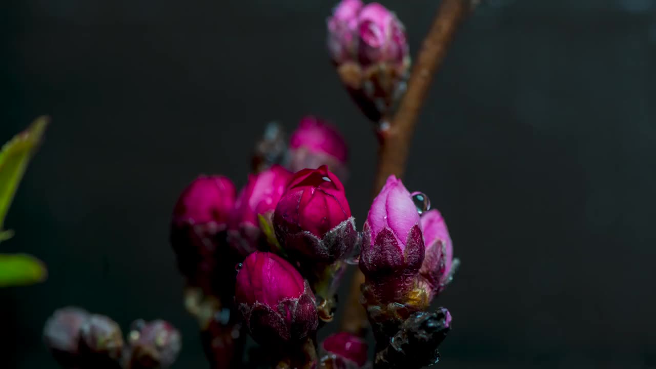 花开的时候视频素材