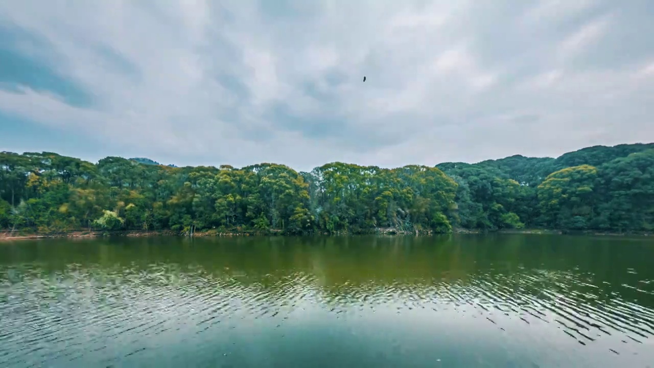 湖边天空森林倒影中的鸟群鸟窝视频素材