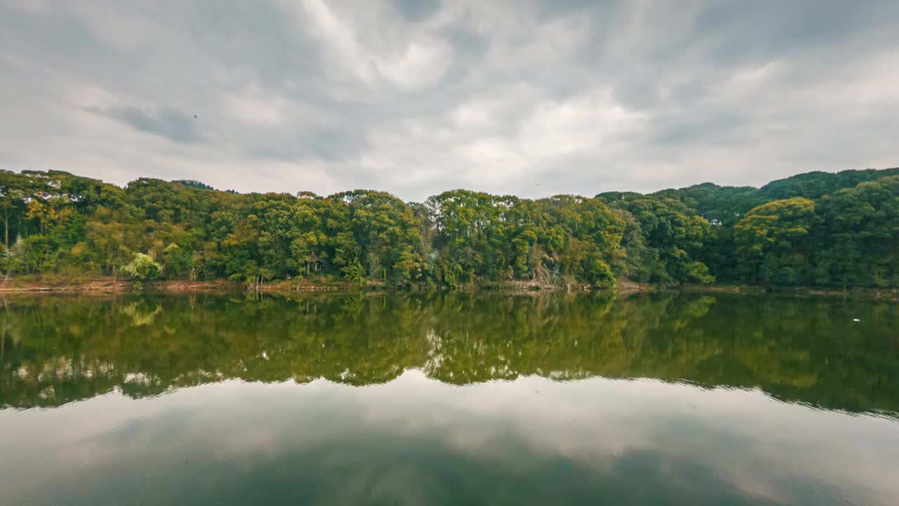 湖边天空森林倒影中的鸟群鸟窝视频素材