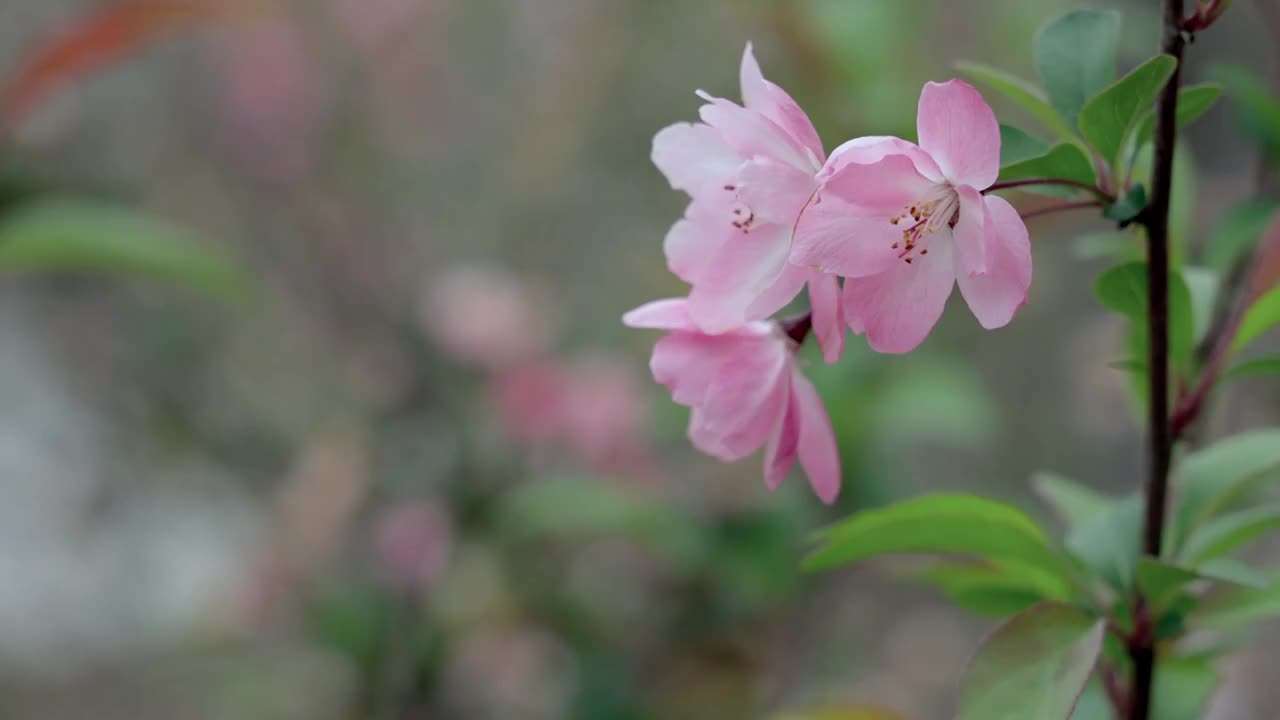 粉红色海棠花视频素材