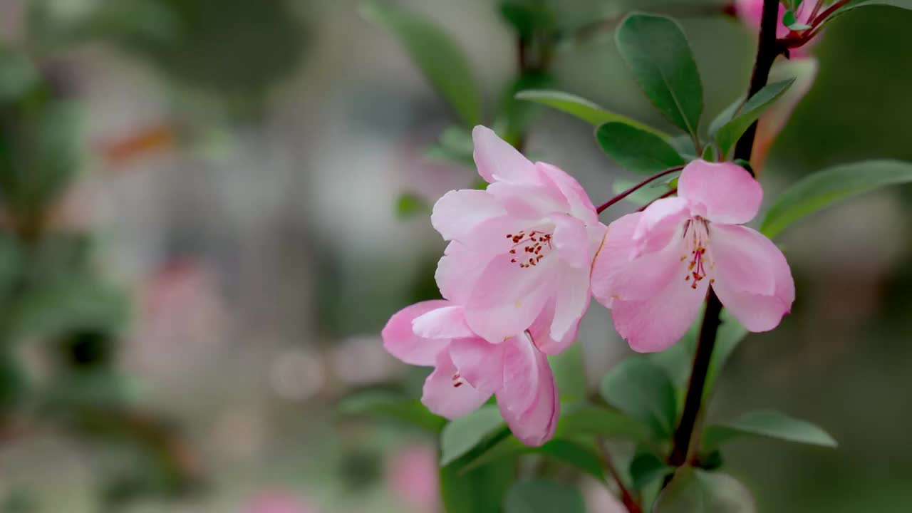 粉红色海棠花视频素材