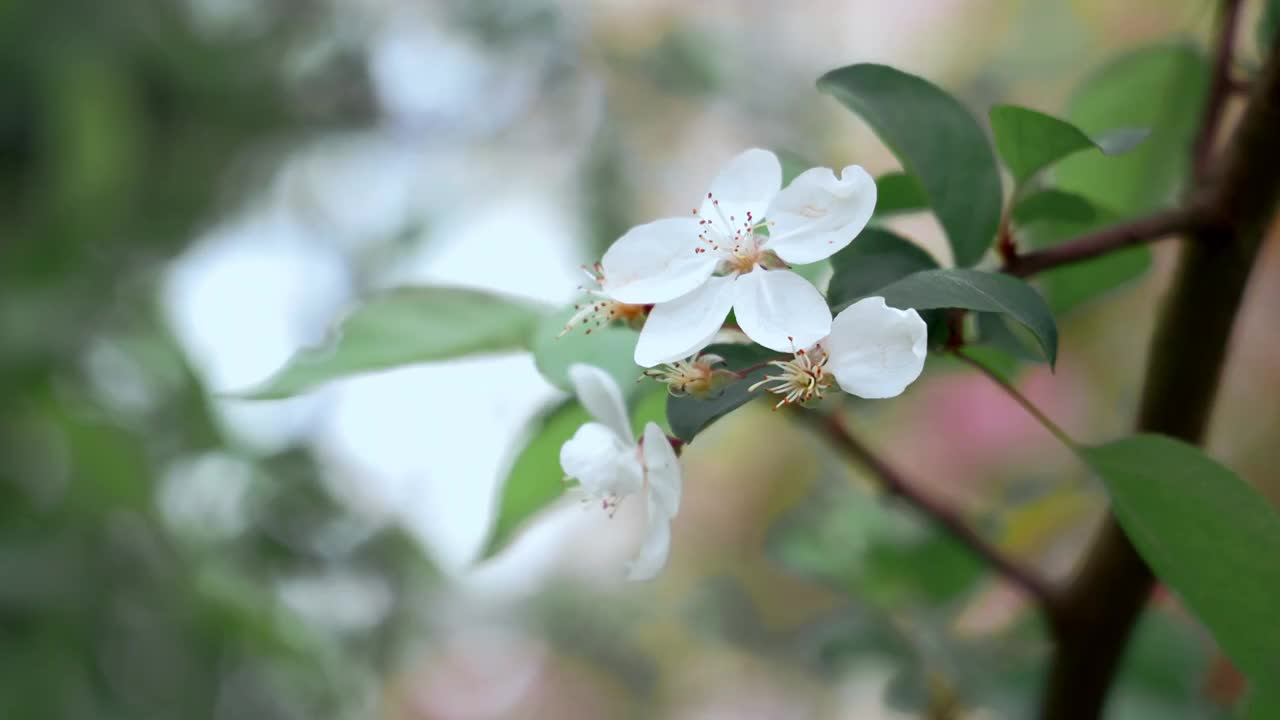 白色海棠花视频素材