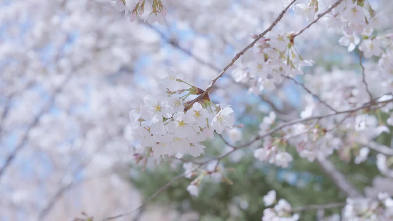 春天里盛开的樱花视频素材