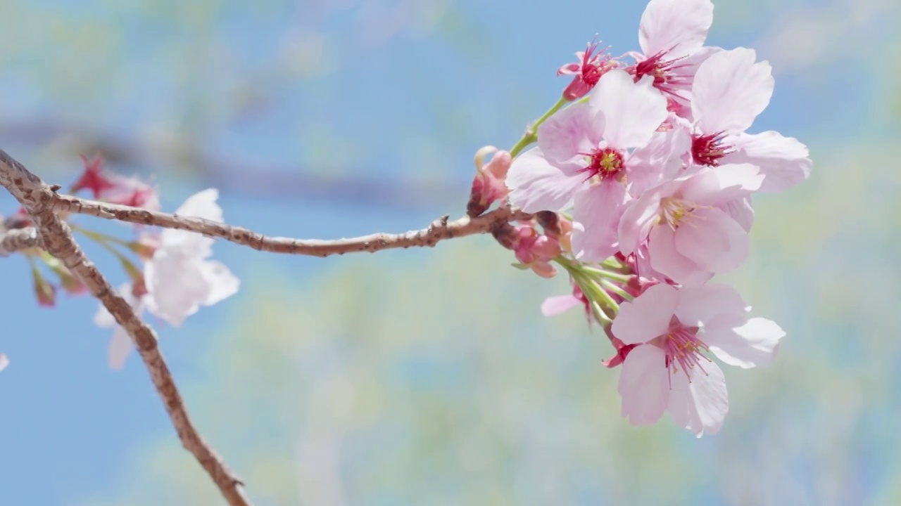 粉红色的樱花在晴朗的天空背景视频素材