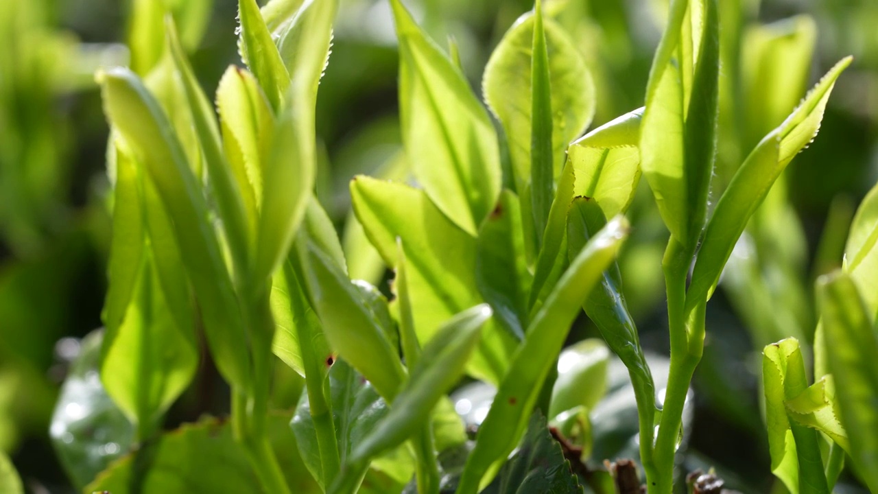 湖北恩施大山里有机茶园的嫩茶叶（毛尖）视频素材