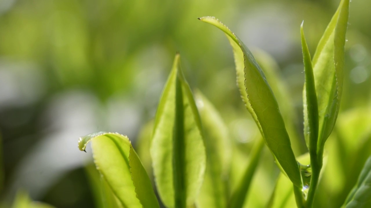 湖北恩施大山里有机茶园的嫩茶叶（毛尖）视频素材