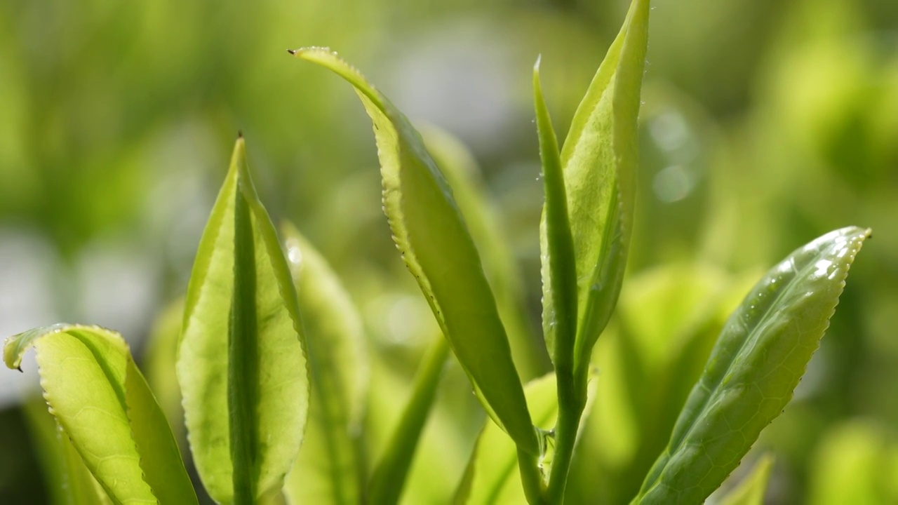 湖北恩施大山里有机茶园的嫩茶叶（毛尖）视频素材