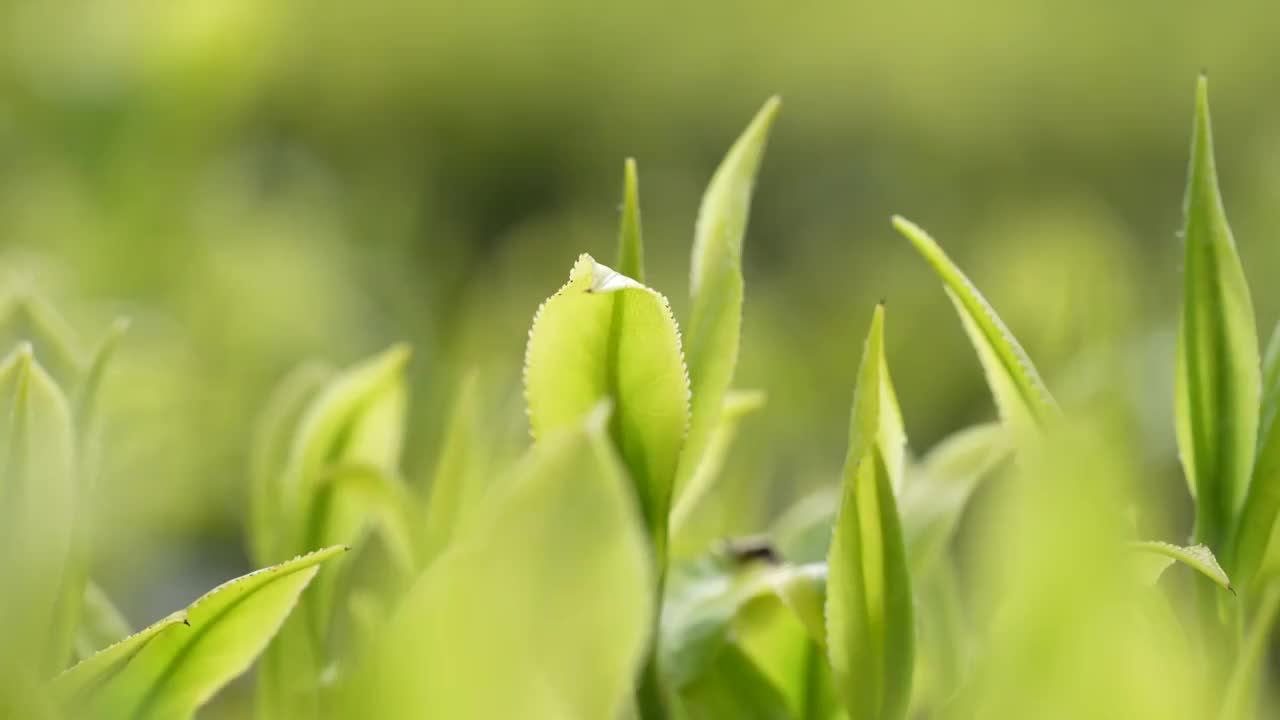 湖北恩施高山云雾中的春茶嫩叶视频素材