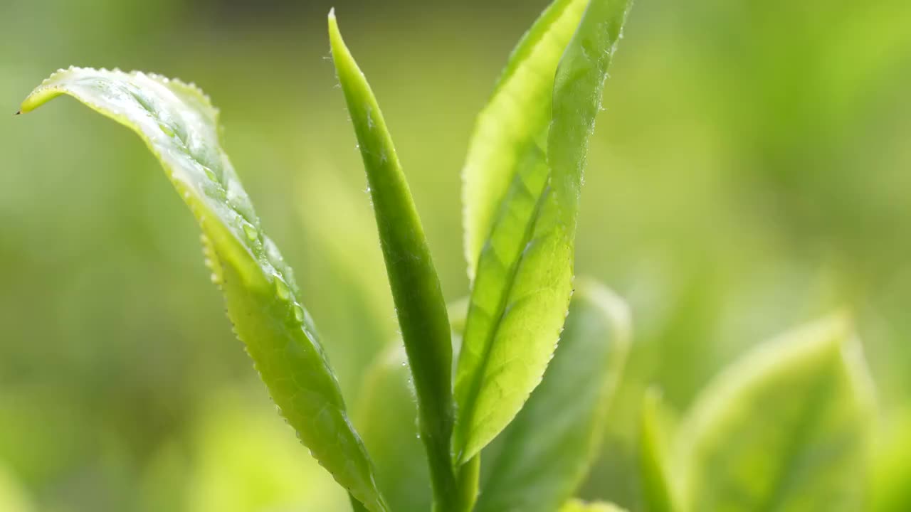 湖北恩施高山云雾中的春茶嫩叶视频素材