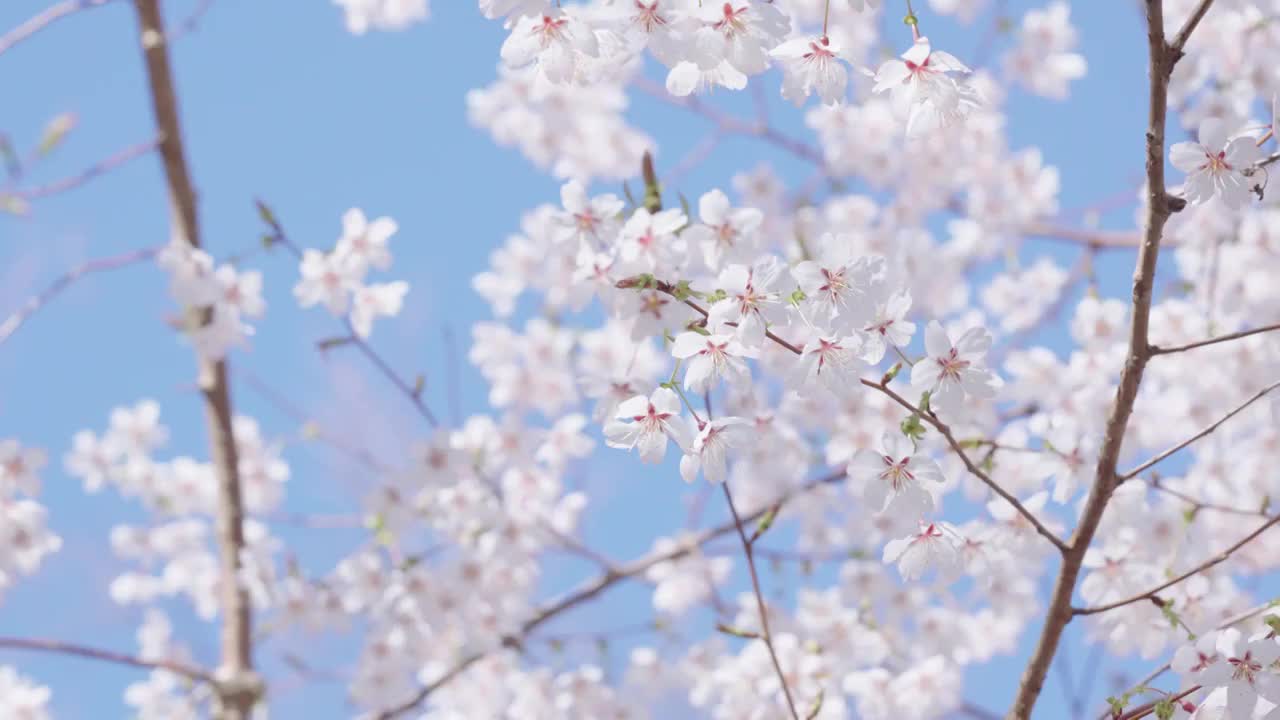 春天里盛开的樱花视频素材