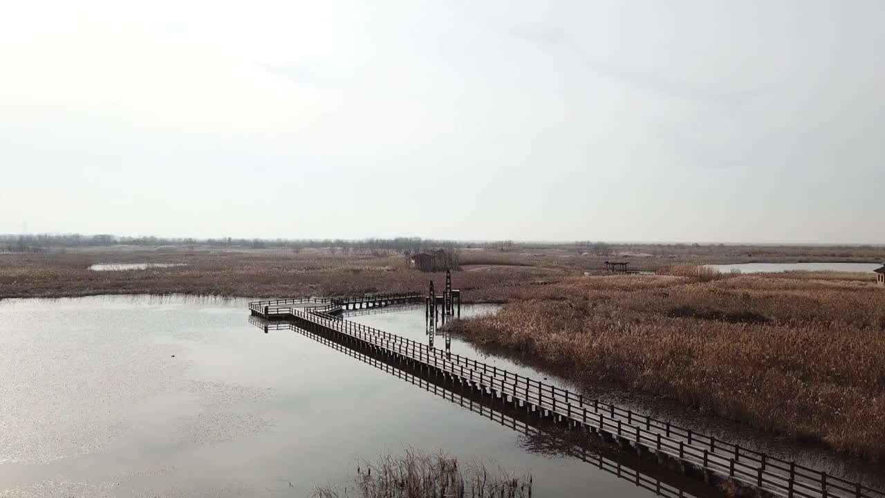 杭州湾湿地 芦苇 动物 水上廊桥视频素材