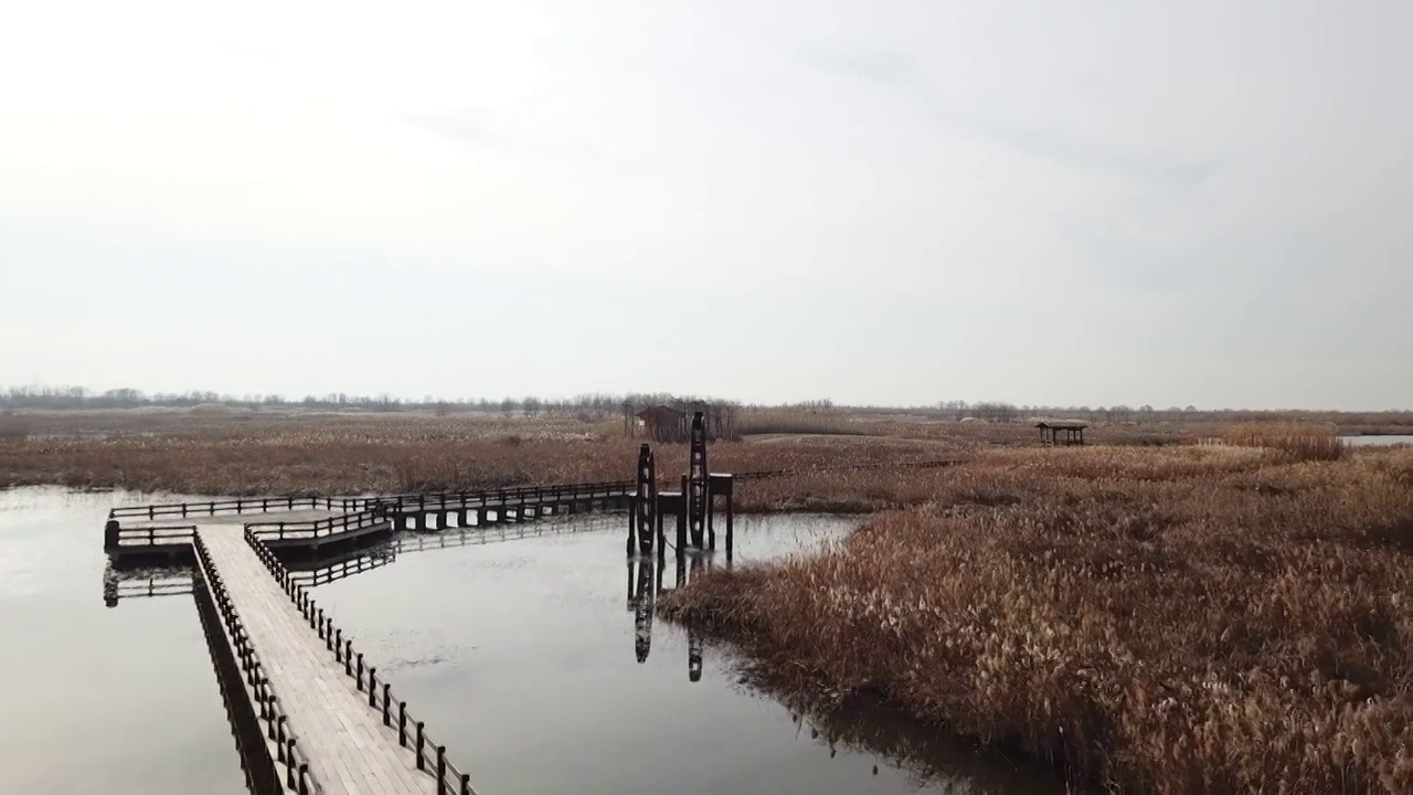 杭州湾湿地 芦苇 动物 水上廊桥视频素材