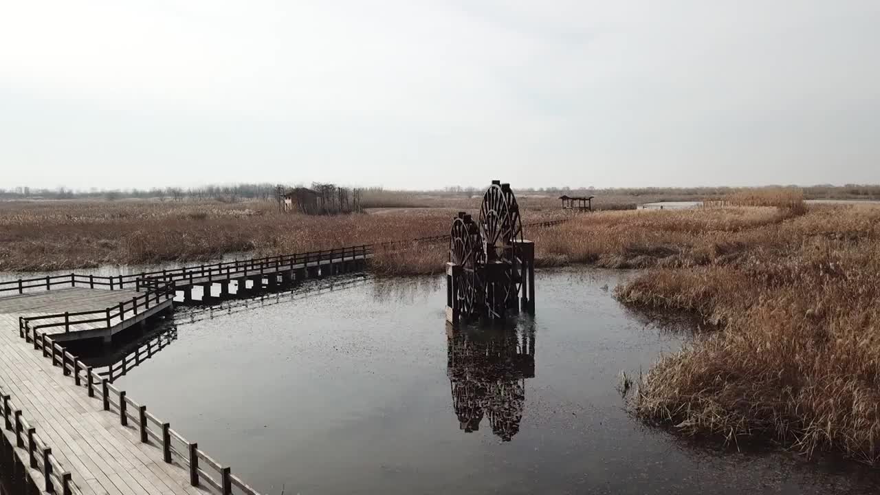 杭州湾湿地 芦苇 动物 水上廊桥视频素材