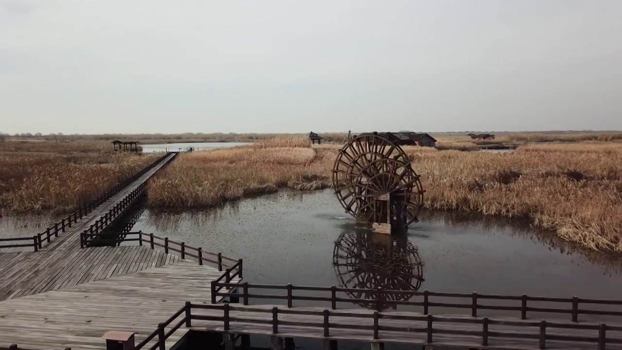 杭州湾湿地 芦苇 动物 水上廊桥视频素材