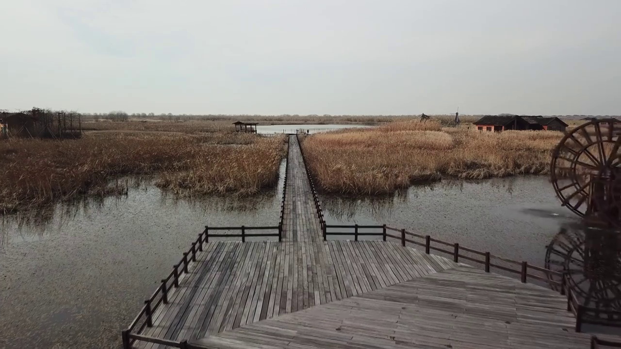 杭州湾湿地 芦苇 动物 水上廊桥视频素材