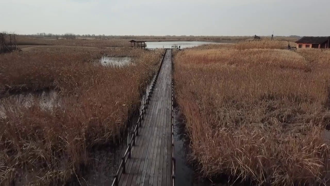 杭州湾湿地 芦苇 动物 水上廊桥视频素材