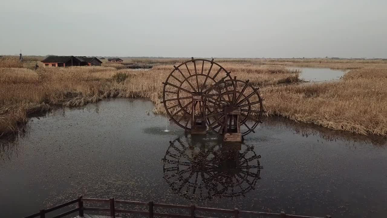 杭州湾湿地 芦苇 动物 水上廊桥视频素材