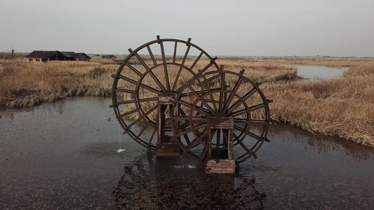 杭州湾湿地 芦苇 动物 水上廊桥视频素材