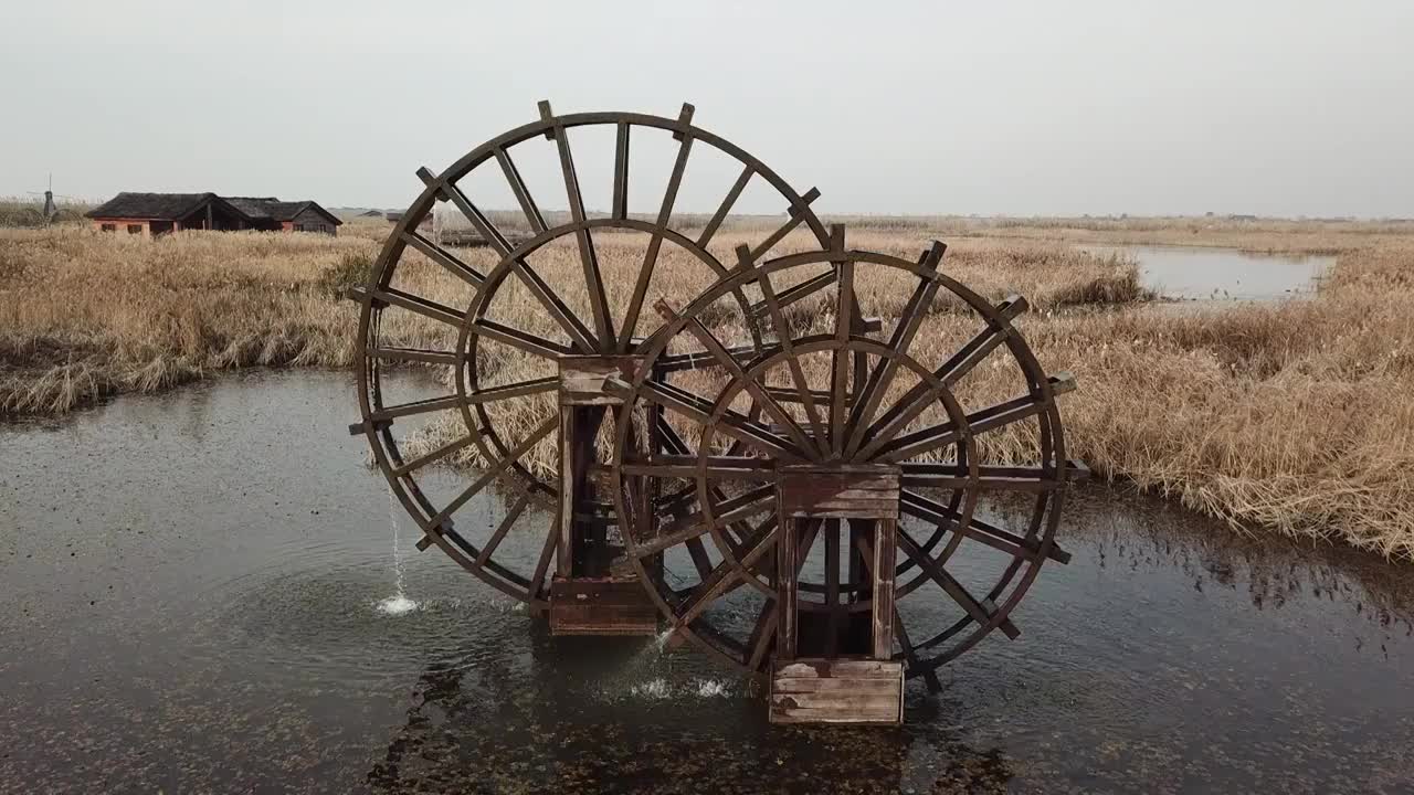 杭州湾湿地 芦苇 动物 水上廊桥视频素材