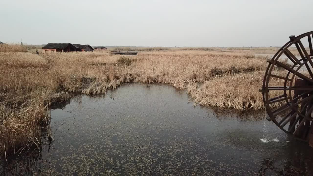 杭州湾湿地 芦苇 动物 水上廊桥视频素材