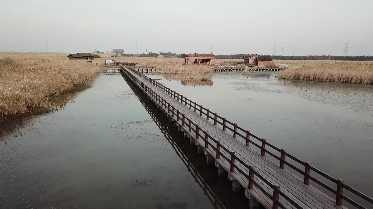 杭州湾湿地 芦苇 动物 水上廊桥视频素材