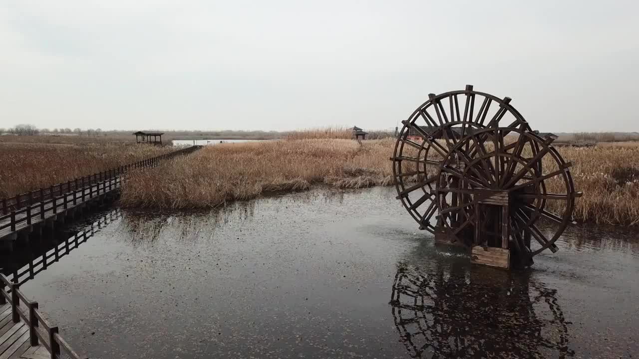 杭州湾湿地 芦苇 动物 水上廊桥视频素材