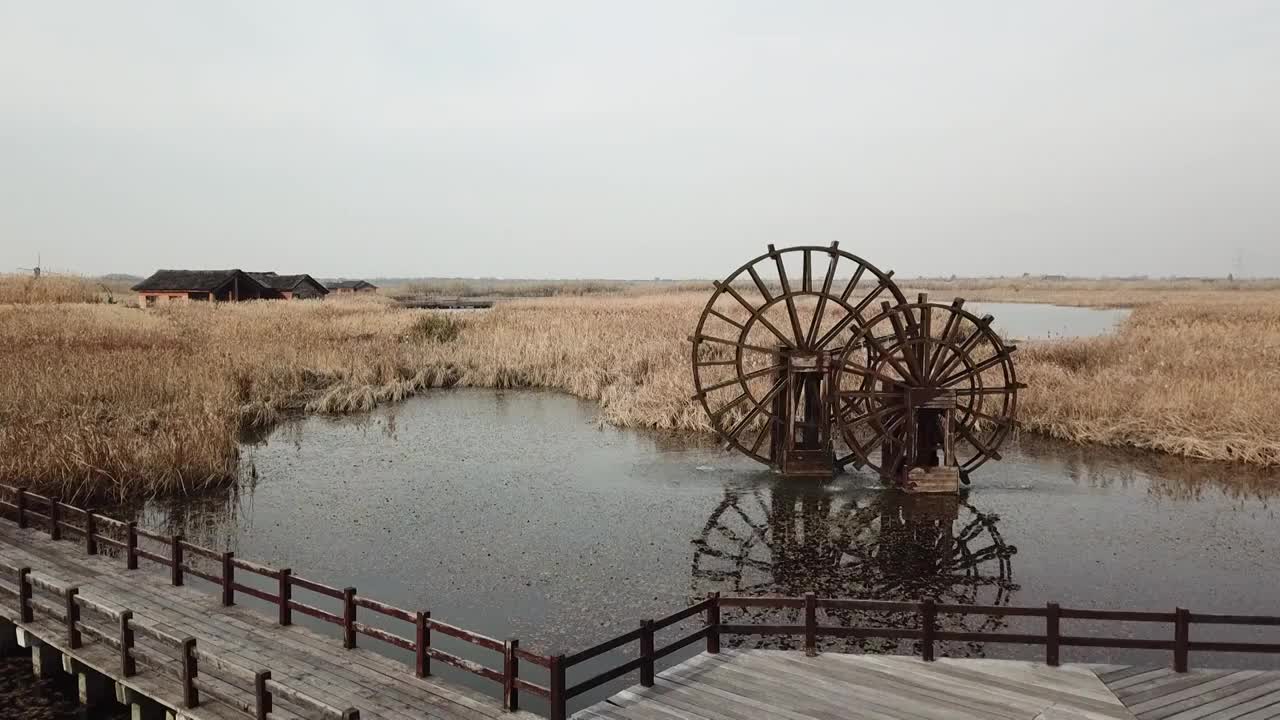 杭州湾湿地 芦苇 动物 水上廊桥视频素材