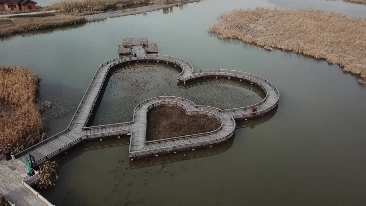 杭州湾湿地 芦苇 动物 水上廊桥视频素材