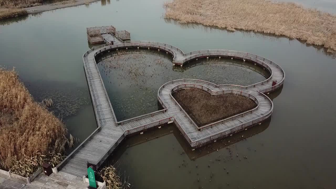 杭州湾湿地 芦苇 动物 水上廊桥视频素材