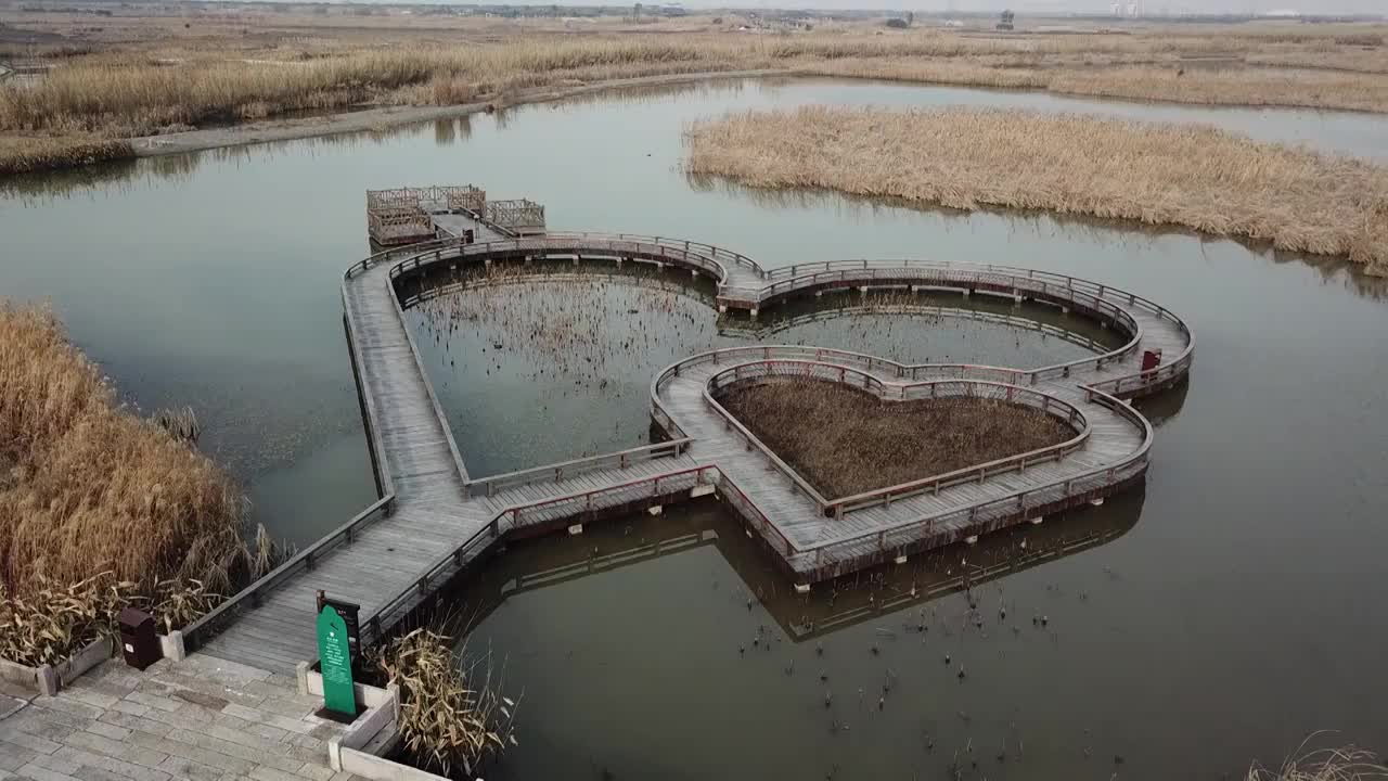 杭州湾湿地 芦苇 动物 水上廊桥视频素材