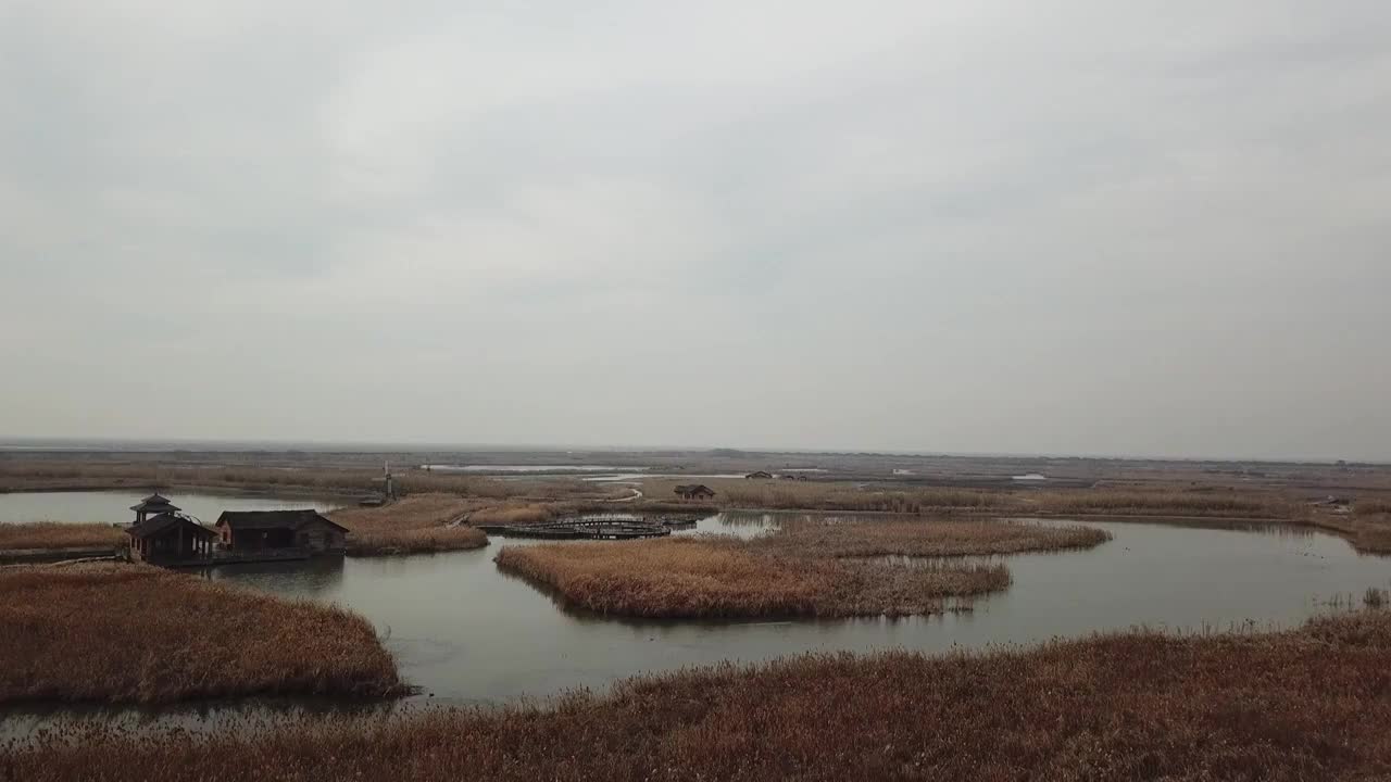 杭州湾湿地 芦苇 动物 水上廊桥视频素材