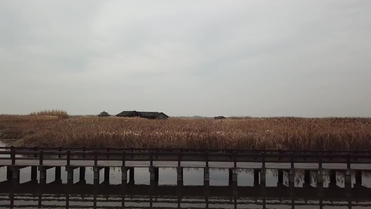 杭州湾湿地 芦苇 动物 水上廊桥视频素材