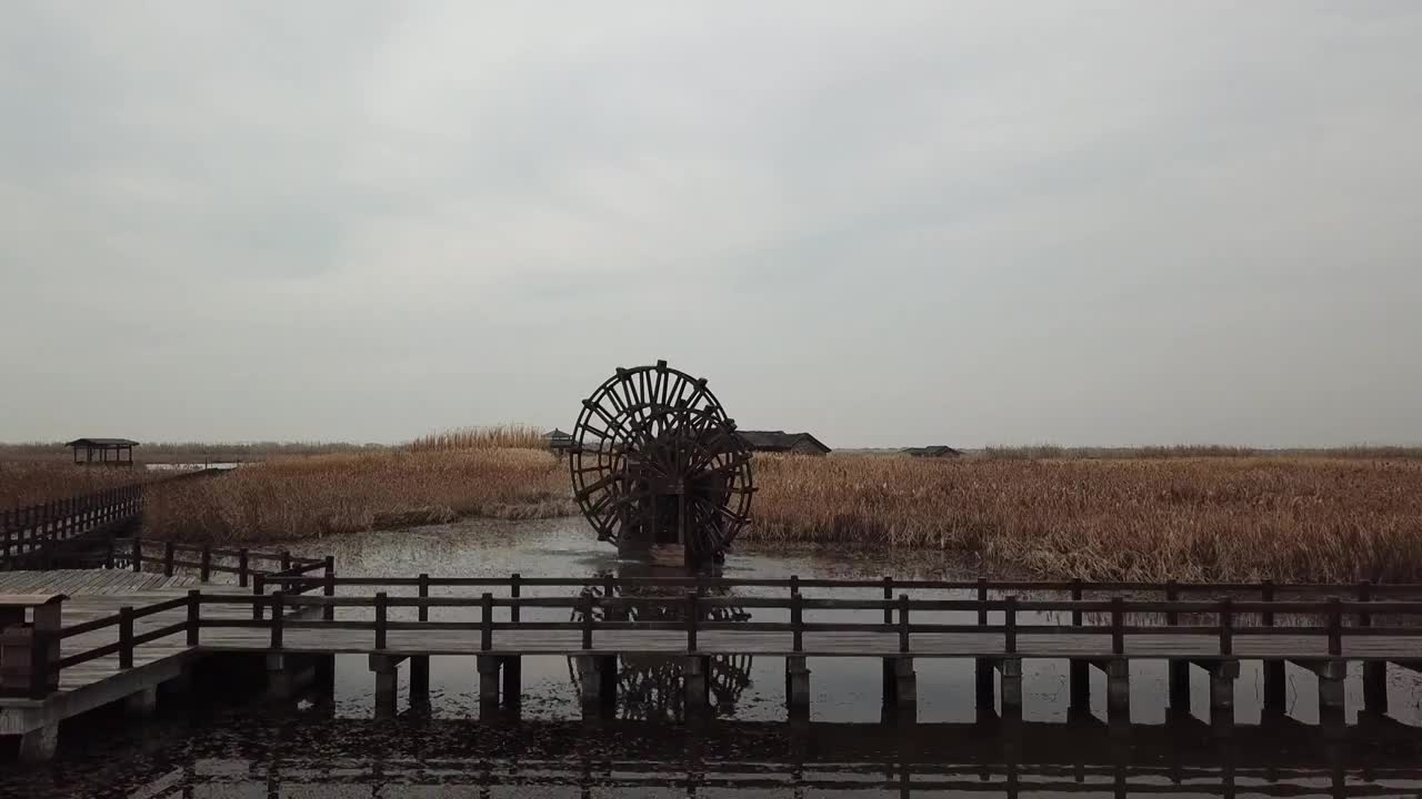 杭州湾湿地 芦苇 动物 水上廊桥视频素材