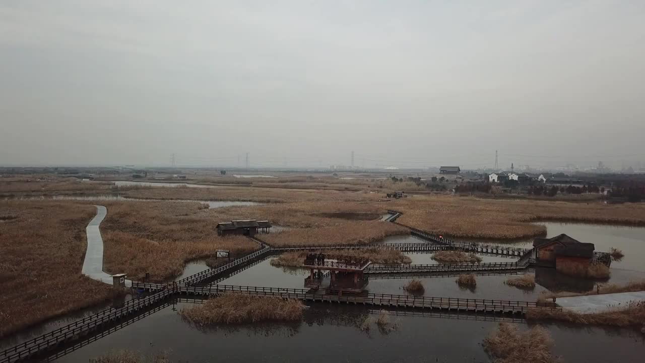 杭州湾湿地 芦苇 动物 水上廊桥视频素材