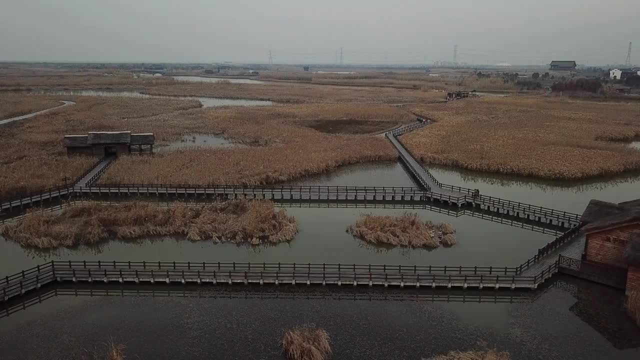 杭州湾湿地 芦苇 动物 水上廊桥视频素材