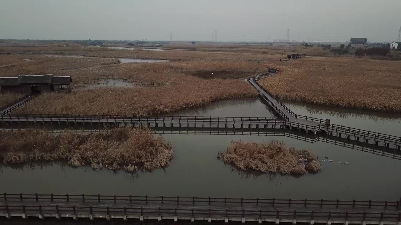 杭州湾湿地 芦苇 动物 水上廊桥视频素材