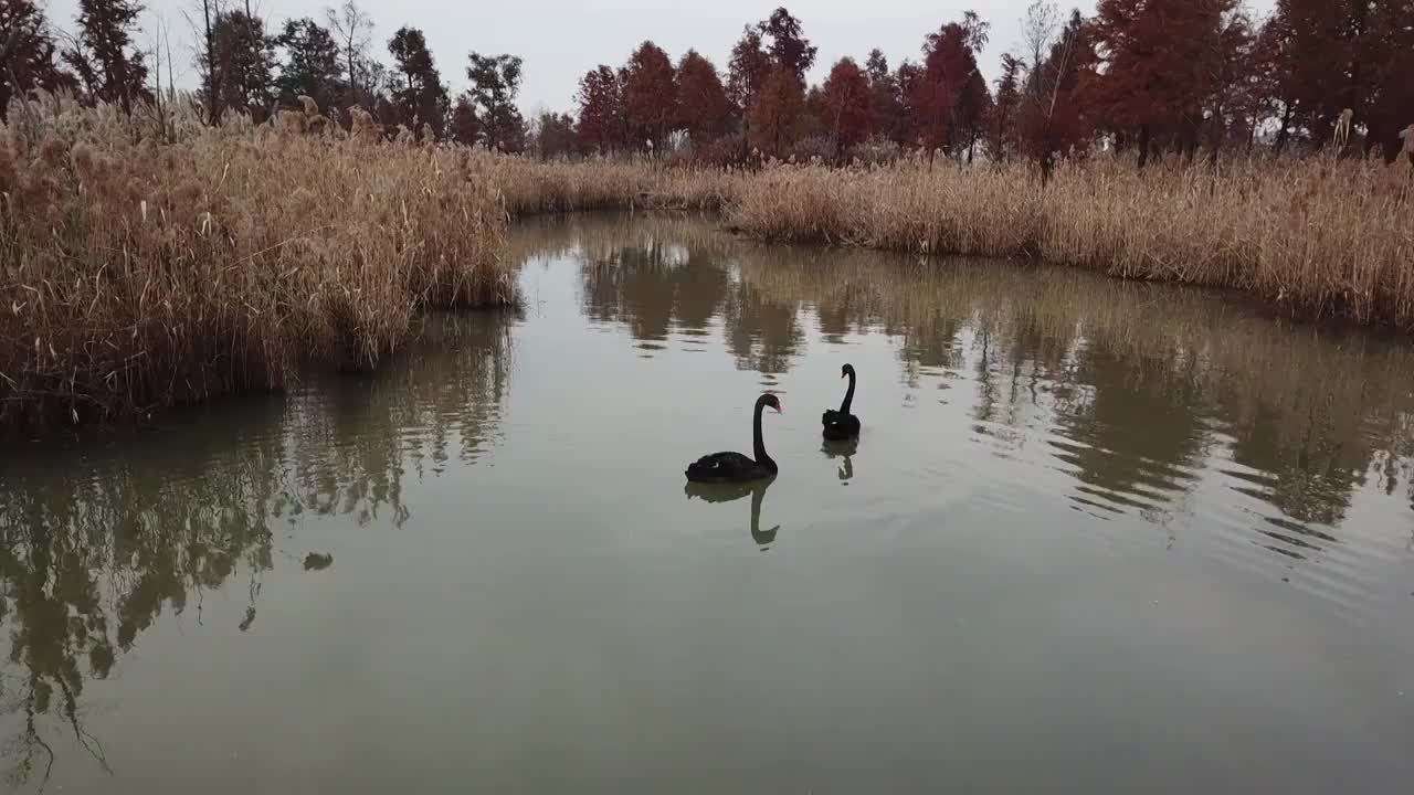 杭州湾湿地 芦苇 动物 水上廊桥视频素材