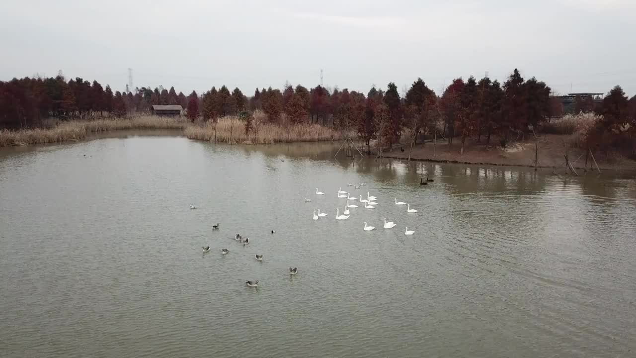 杭州湾湿地 芦苇 动物 水上廊桥视频素材