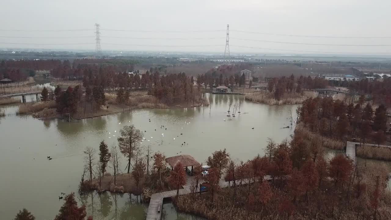 杭州湾湿地 芦苇 动物 水上廊桥视频素材