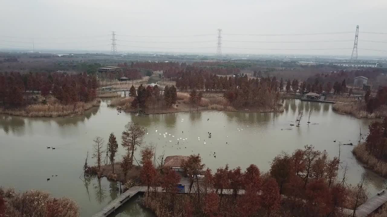 杭州湾湿地 芦苇 动物 水上廊桥视频素材