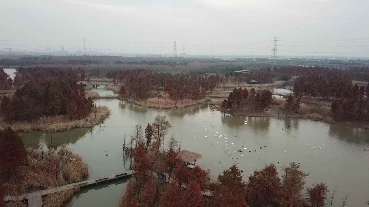 杭州湾湿地 芦苇 动物 水上廊桥视频素材