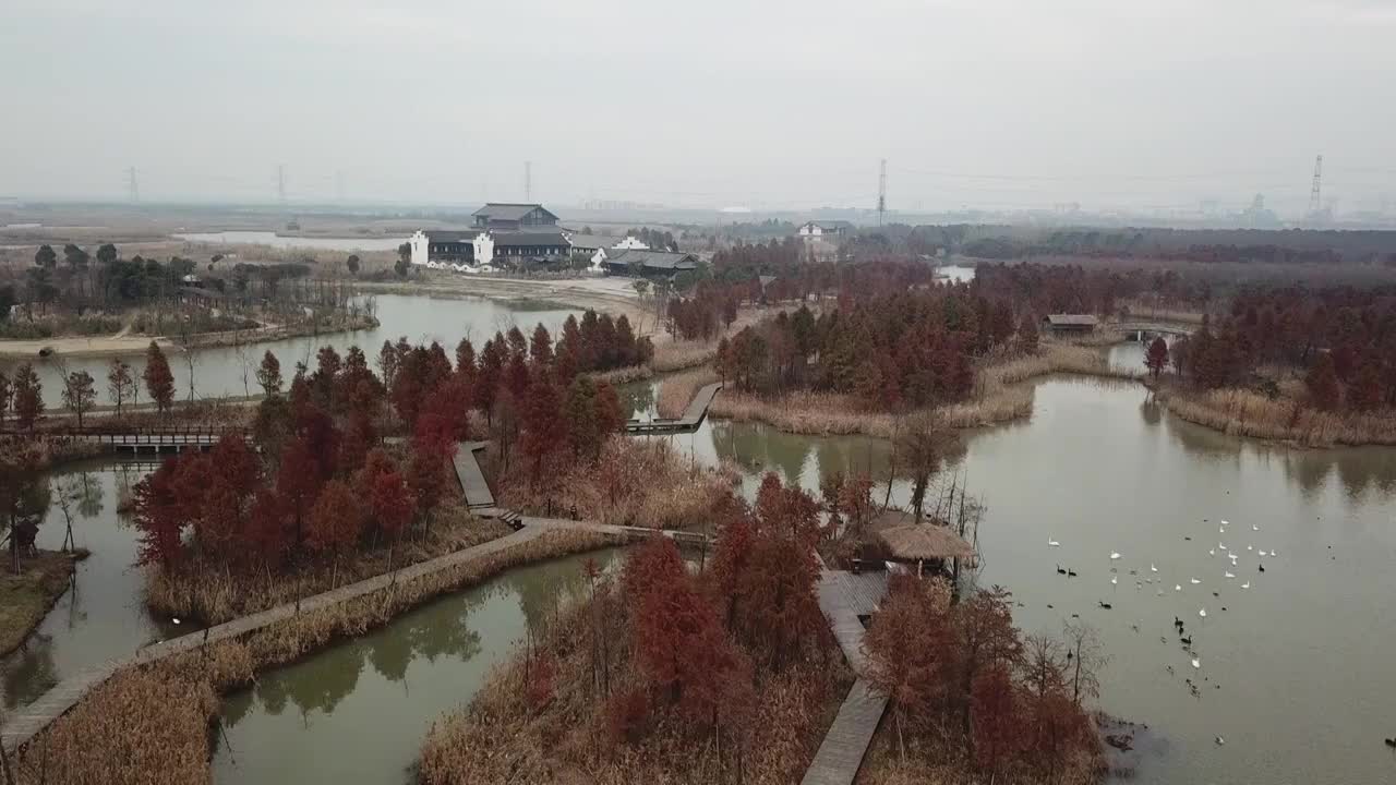 杭州湾湿地 芦苇 动物 水上廊桥视频素材