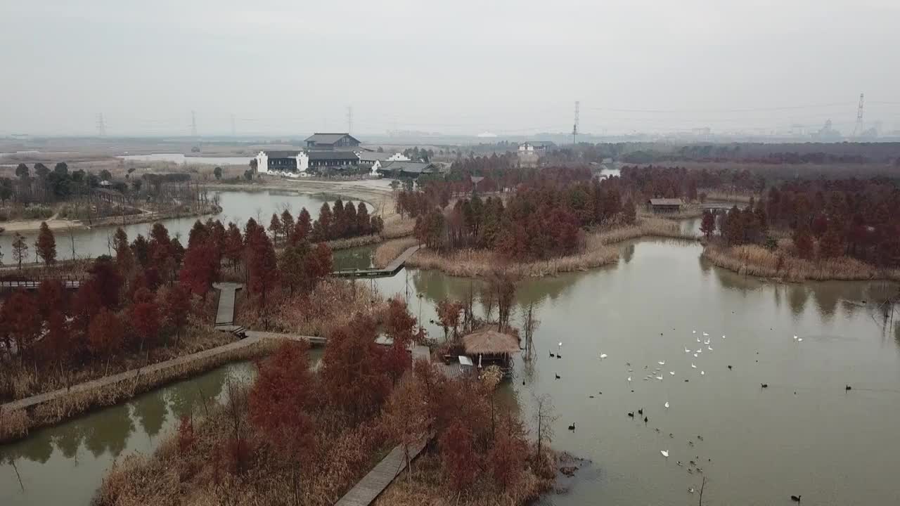 杭州湾湿地 芦苇 动物 水上廊桥视频素材