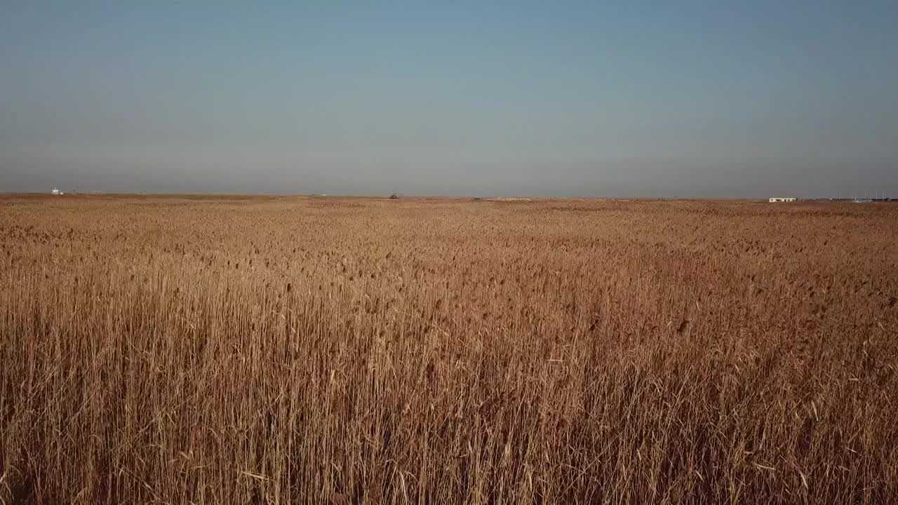 杭州湾湿地 芦苇 动物 水上廊桥视频素材