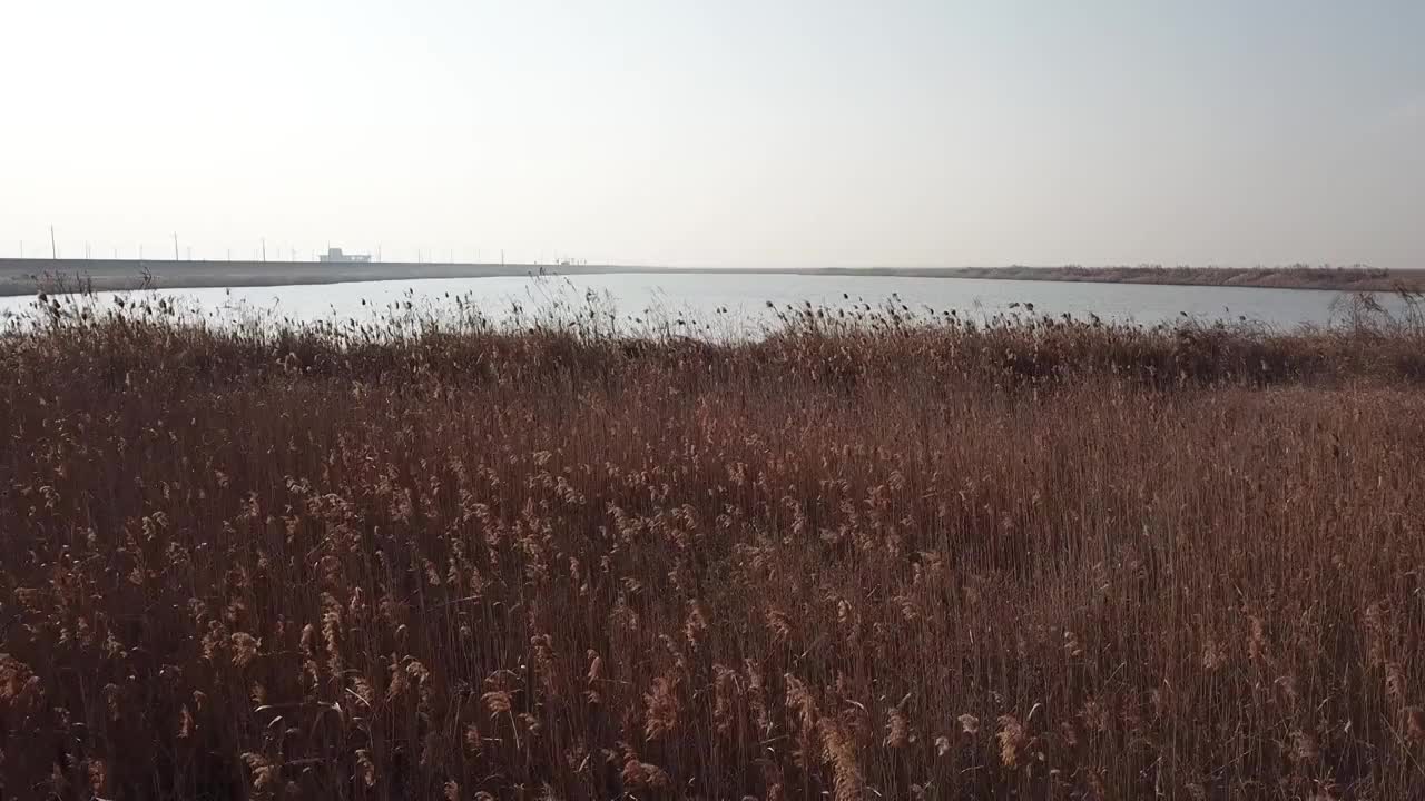 杭州湾湿地 芦苇 动物 水上廊桥视频下载