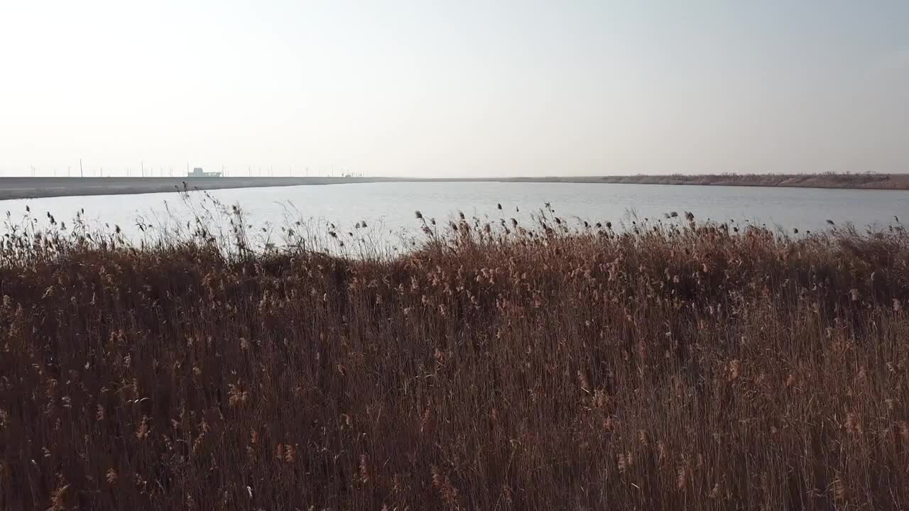 杭州湾湿地 芦苇 动物 水上廊桥视频下载